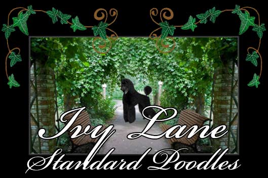 Ivy Lane Standard Poodles